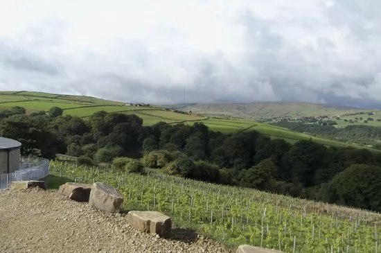 Holmfirth Vineyard