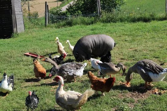 Ferme des Ours Gourmands