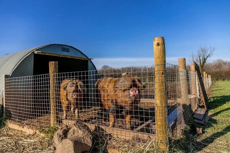 Honeycrisp, Apple Tree Glamping -  a chalet that sleeps 2 guests  in 1 bedroom