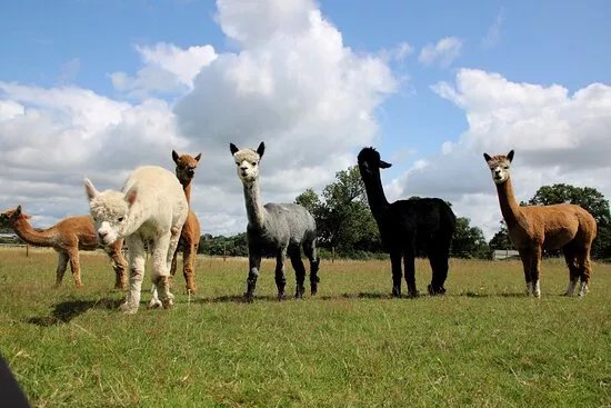 Ambling Alpacas
