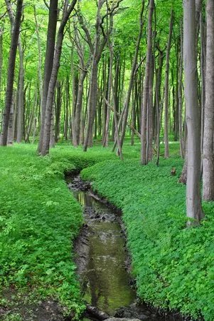 Gespensterwald