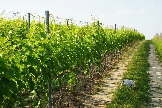 Plochocki Winery