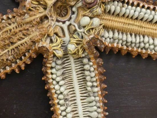 Musee de l'Ecorche d'Anatomie