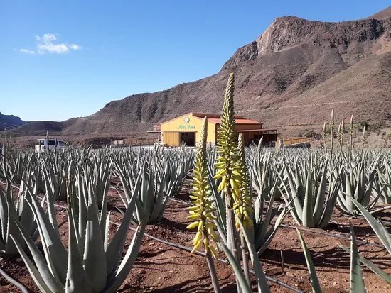 Finca Canarias Aloe Vera
