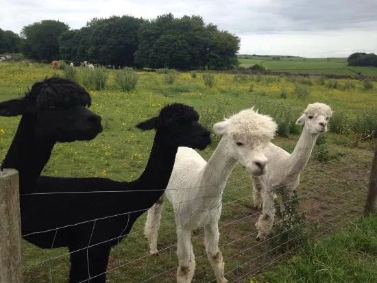 Mayfield Alpacas Animal Park
