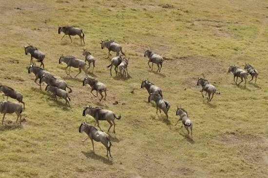 BEST Kilimanjaro CLIMBING | HIKING | BIKE TREK | Operator Serengeti Migration Safaris in Moshi or Arusha 2024 - 2025