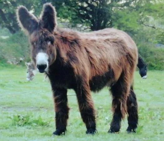 The Flicka Foundation - Donkey Sanctuary