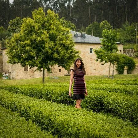Orballo - Plantaciones De Te