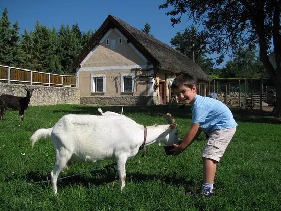 Livi's Animal Farm