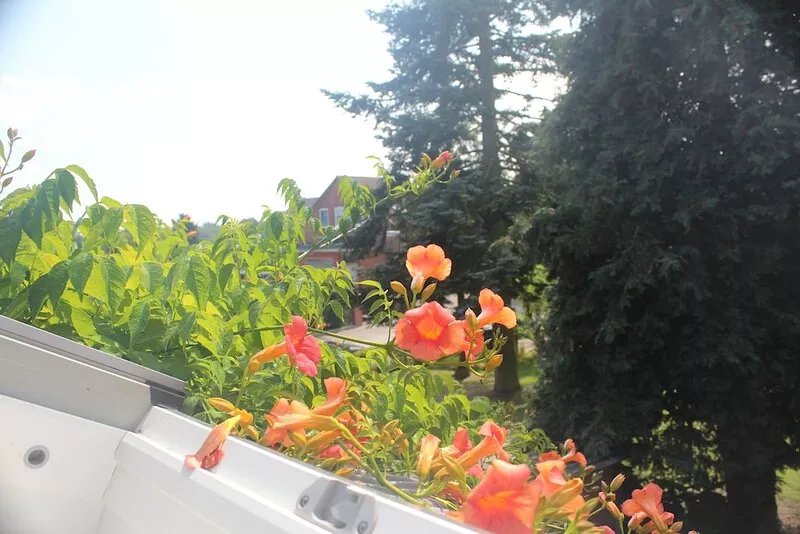 Charming family and pet friendly apartment in rural idyll - pure relaxation