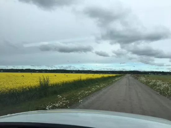 Soderfjardenin Meteoriihi