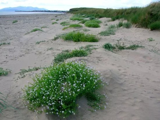 Stevenston Beach