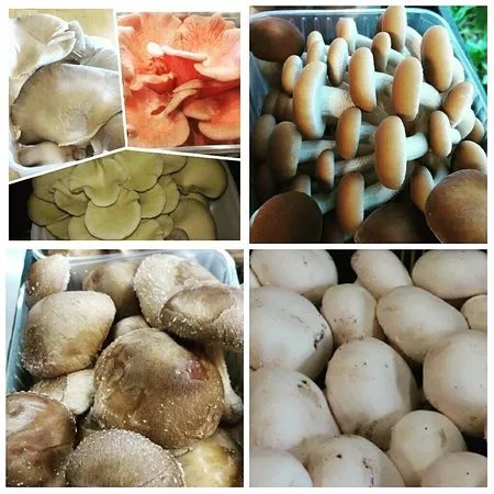 Funghicoltura dal Forno Licia