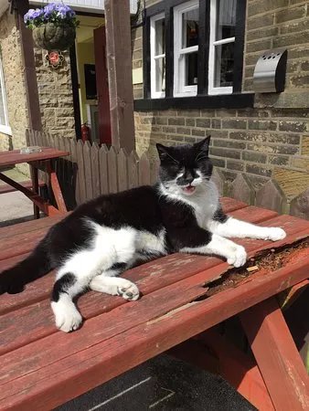 The Cat I th' Well Inn