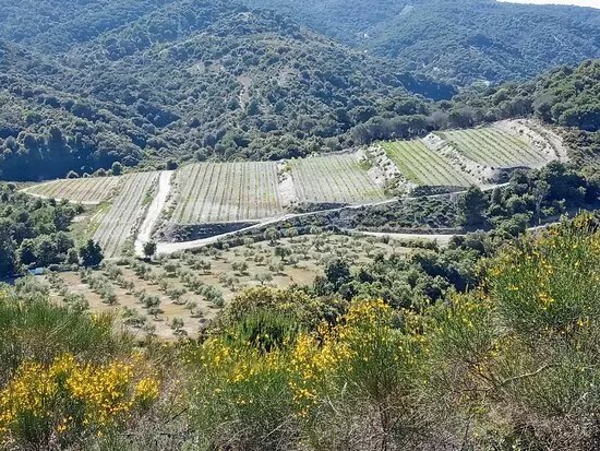 Celler Mas del Vidre