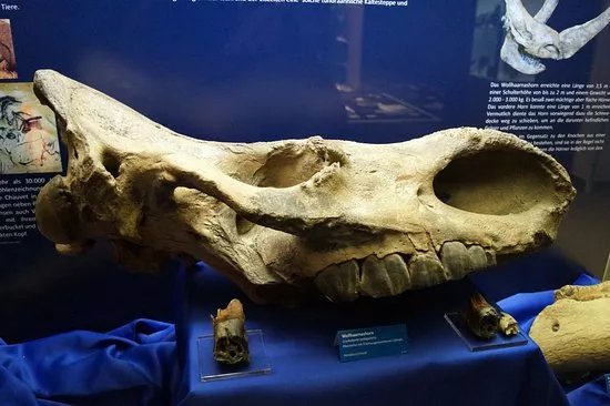 Naturhistorisches Museum