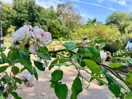 Hyde Park Rose Garden