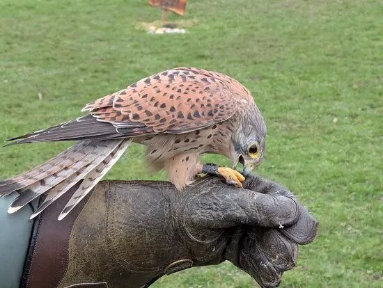 Leeds Castle Falconry Experiences