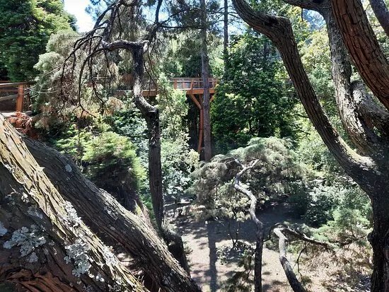 Treetop Walk Serralves