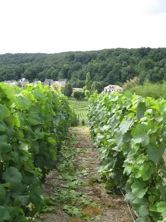 Paris Champagne Tour