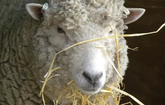 Surrey Docks Farm