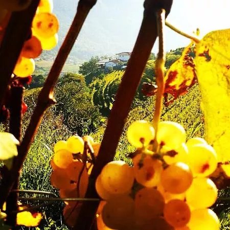 Weingut Il Carpino