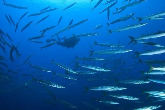 ZOEA Scuba Diving Center