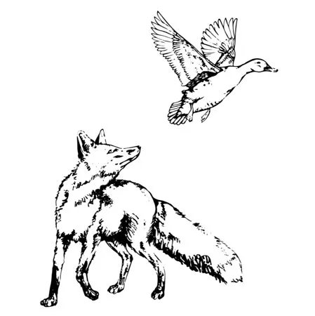 Fox and Duck Petersham