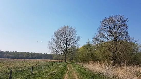 Knettishall Heath
