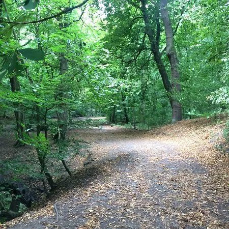 Worsley woods
