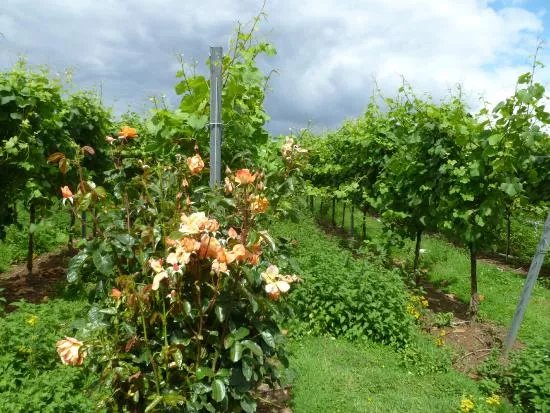 Stopham Vineyard