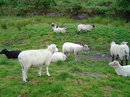 Kissane Sheep Farm
