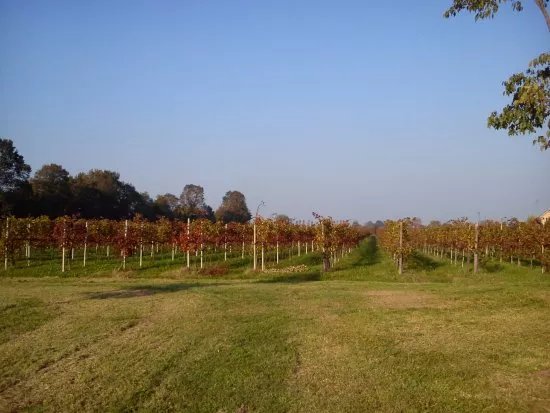 Azienda Vitivinicola Mazzucato Romeo