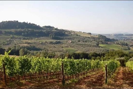Fattoria di Fiano, Ugo Bing