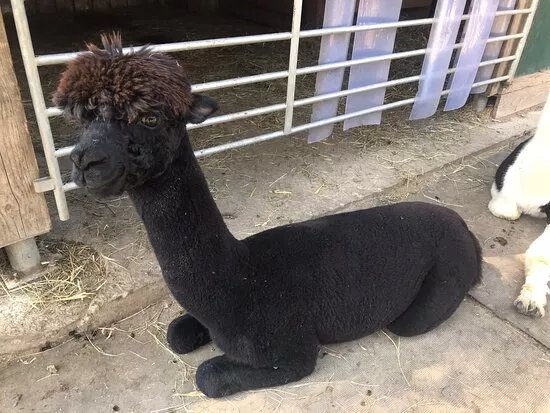 Golden Alpaca