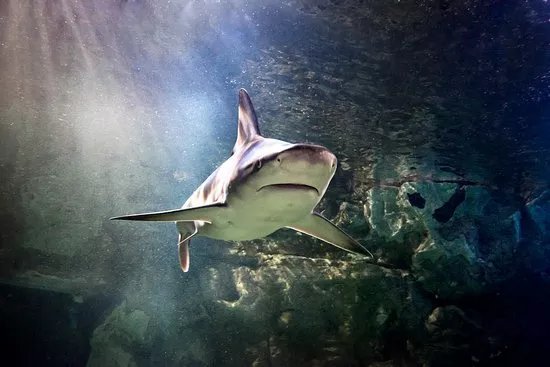 SEA LIFE Munich