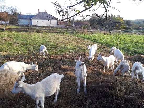 Orsegi Kecskefarm (Goat Farm)