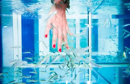 Wellness Aquarium Fish Spa and Beauty