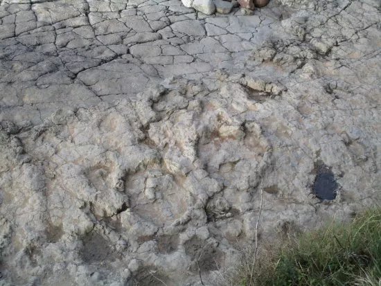 Yacimiento de Icnitas de la playa de la Griega