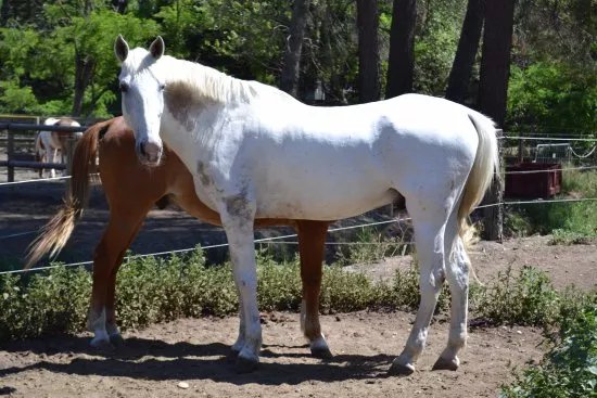 Centre equestre des Pyramides