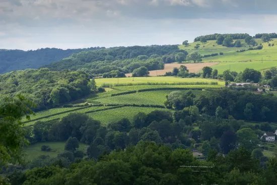 Woodchester Valley Vineyard