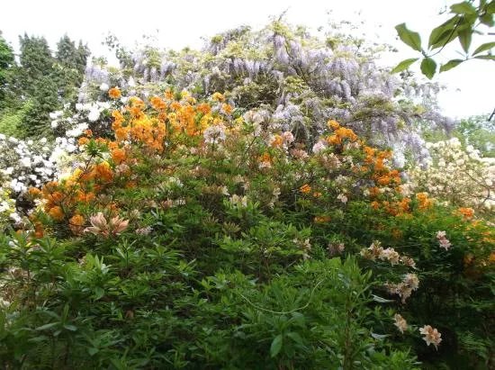 The American Garden