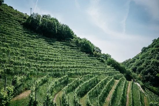 Azienda Agricola Le Volpere