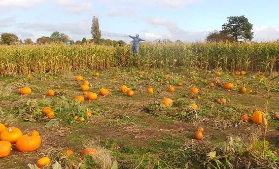 Sandy Lane Farm