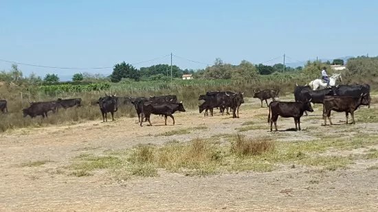 L'Escapade de Camargue