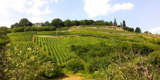 Weingut Hey