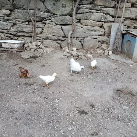 Il leprotto bisestile