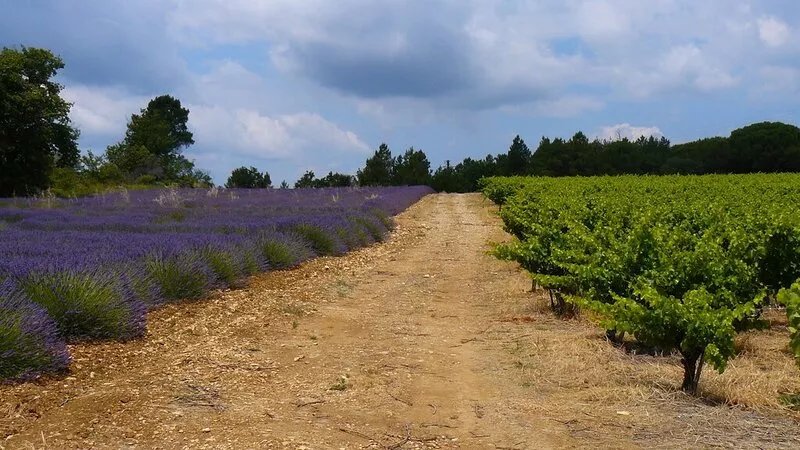 Gite in Mas Provençal, all comforts, air-conditioned, with swimming pool