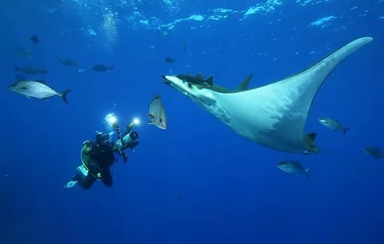 Season Challenge Azores Islands Diving Center