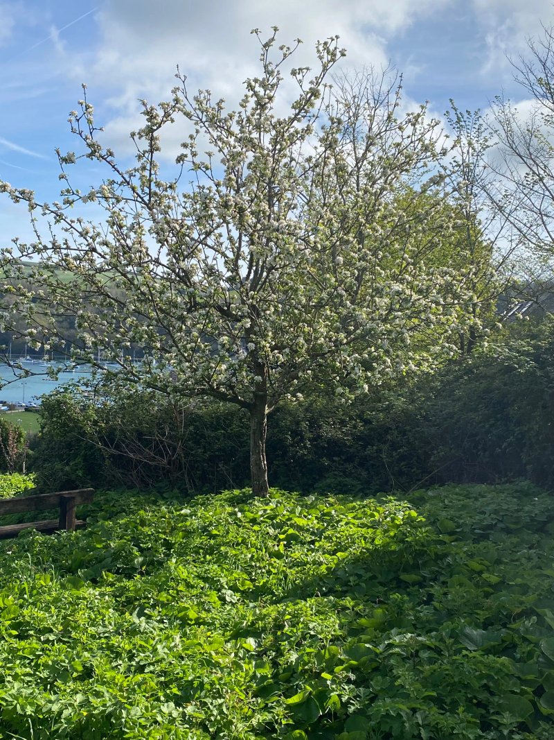 Dartmouth Community Orchard